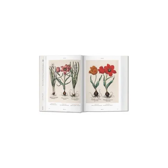 Florilegium: The Book of Plants
