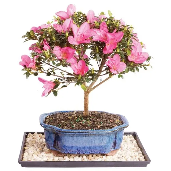 Live Azalea Bonsai Tree