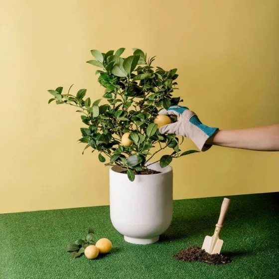 Via Citrus Calamondin Citrus Plant
