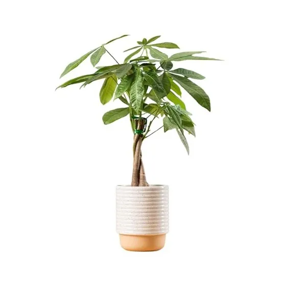 Costa Farms Money Tree Live Indoor Plant