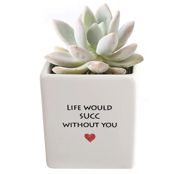 Costa Farms Live Indoor Plant