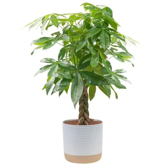 Costa Farms Money Tree Live Indoor Plant