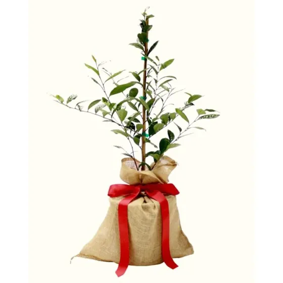 Live Frantoio Olive Container Plant Tree 2-3 Feet Tall